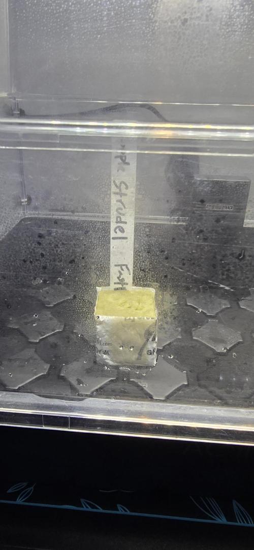 Apple Strudel Round 2. Week 0 - 01/04/2026 
Almost there. 