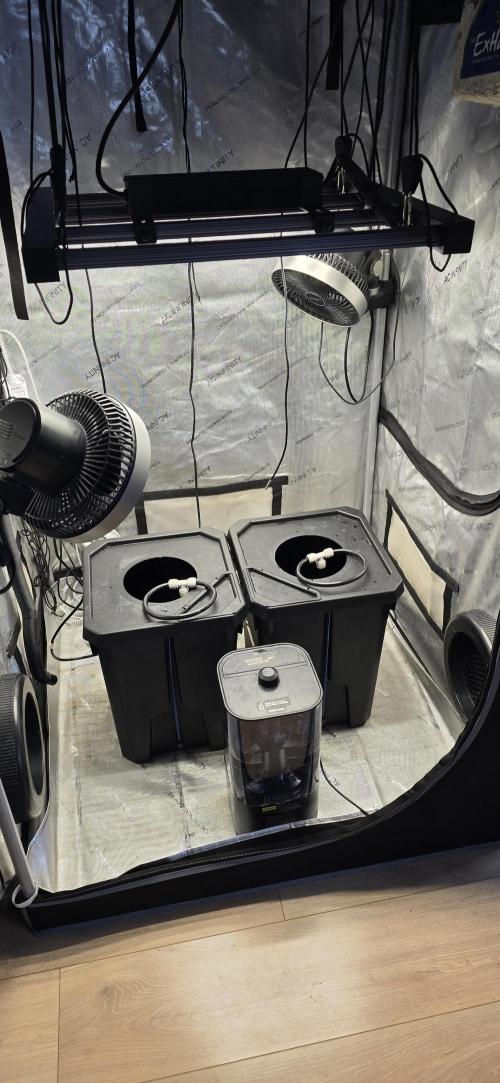 Apple Strudel Round 2. Week 0 - 01/03/2026 
Ready to go. 