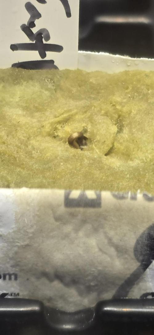 Apple Strudel Round 2. Week 0 - 01/05/2026 
Almost! 