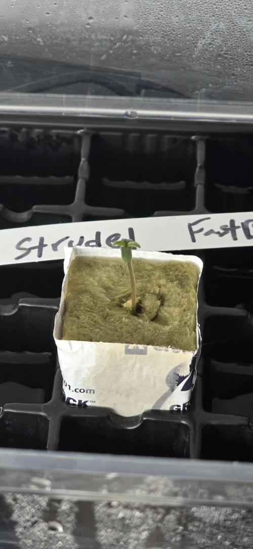 Apple Strudel Round 2. Week 0 - 01/06/2026 
And she's ready to rumble! Way dating myself with that remark. Lol