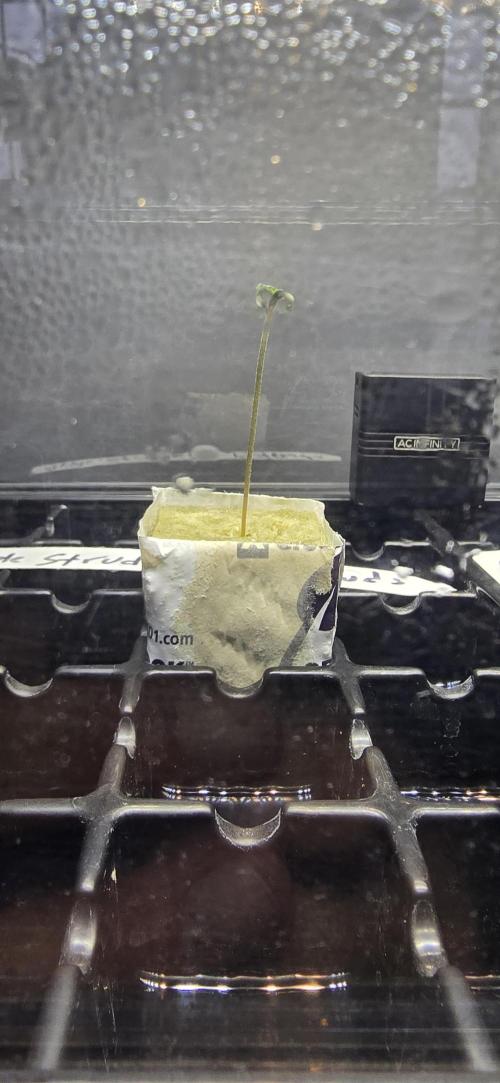 Apple Strudel Round 2. Week 0 - 01/07/2026 
I think we have a problem. Leggy. SMH