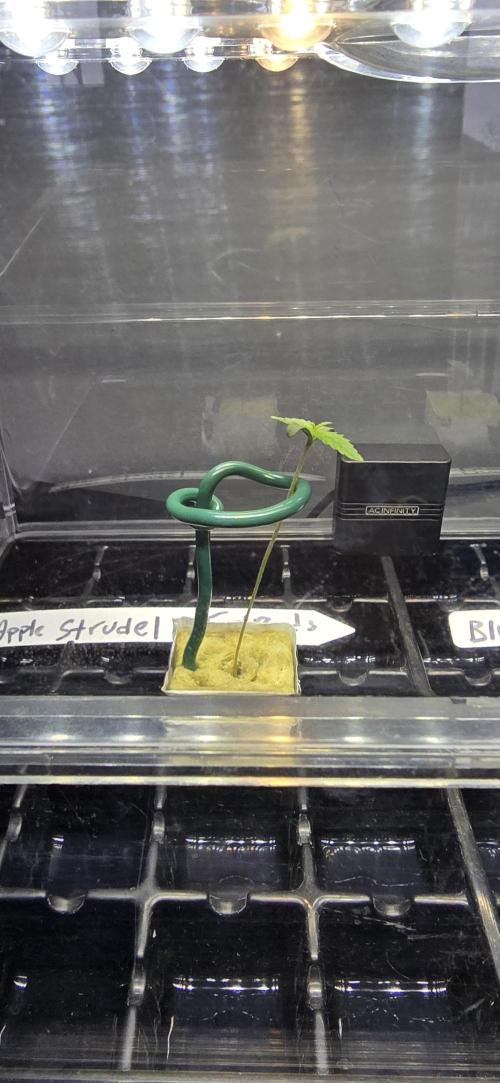 Apple Strudel Round 2. Week 0 - 01/10/2026 
Cage the beast! 