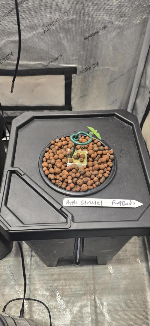 Apple Strudel Round 2. Week 1 - 01/10/2026