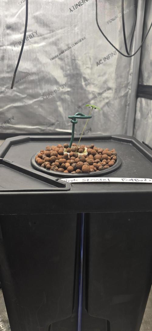 Apple Strudel Round 2. Week 1 - 01/10/2026