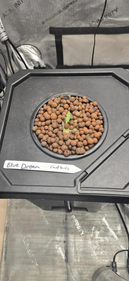 Blue Dream Round 2. Week 1 - 01/10/2026