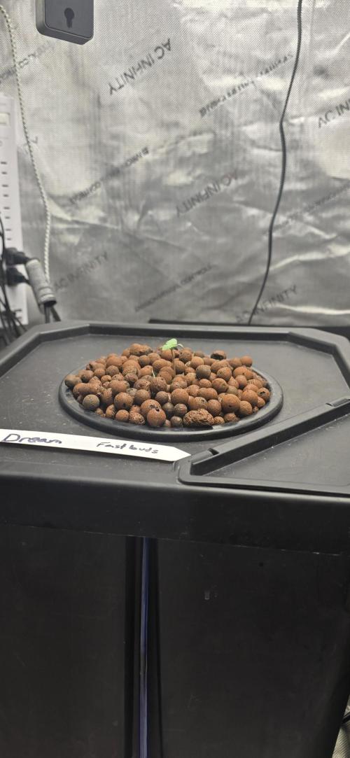 Blue Dream Round 2. Week 1 - 01/10/2026 
