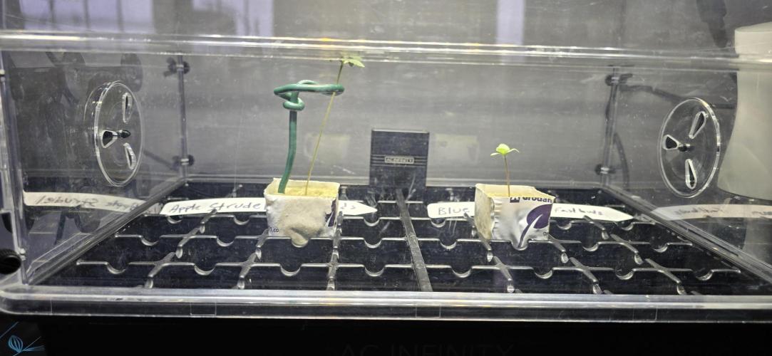 Blue Dream Round 2. Week 1 - 01/10/2026