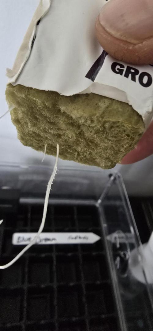 Blue Dream Round 2. Week 1 - 01/10/2026