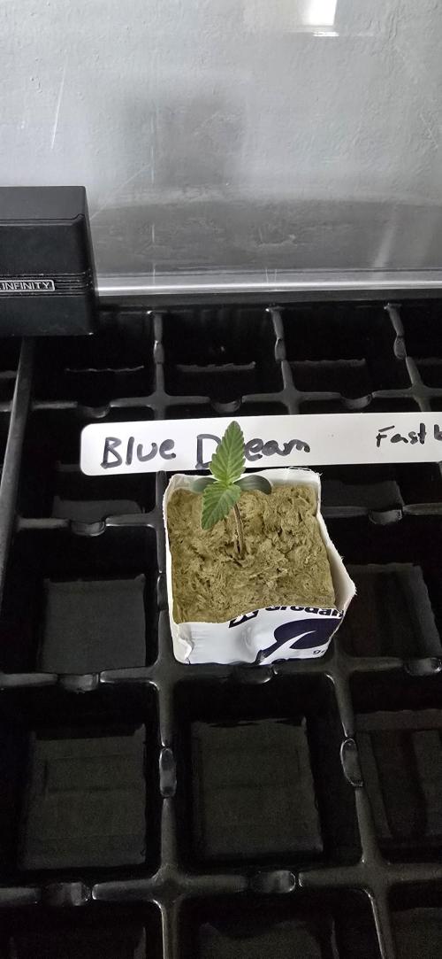 Blue Dream Round 2. Week 1 - 01/10/2026