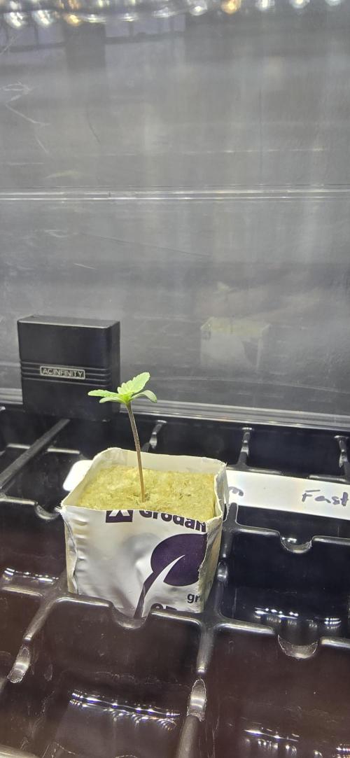 Blue Dream Round 2. Week 1 - 01/10/2026 
