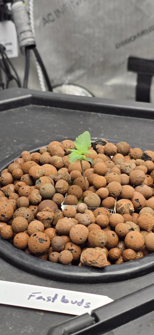 Blue Dream Round 2. Week 1 - 01/12/2026 
