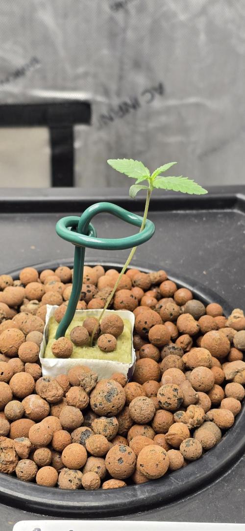 Apple Strudel Round 2. Week 1 - 01/12/2026