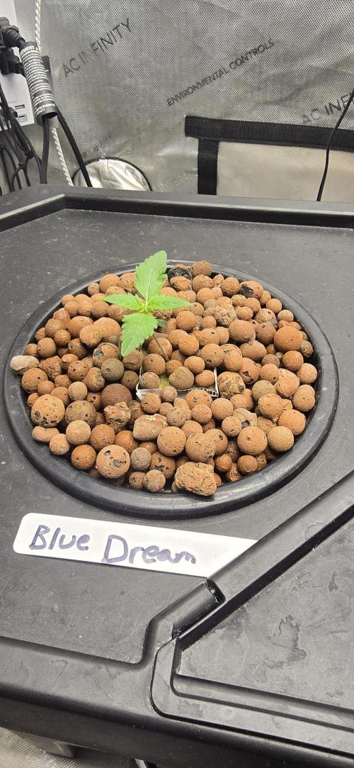Blue Dream Round 2. Week 1 - 01/14/2026