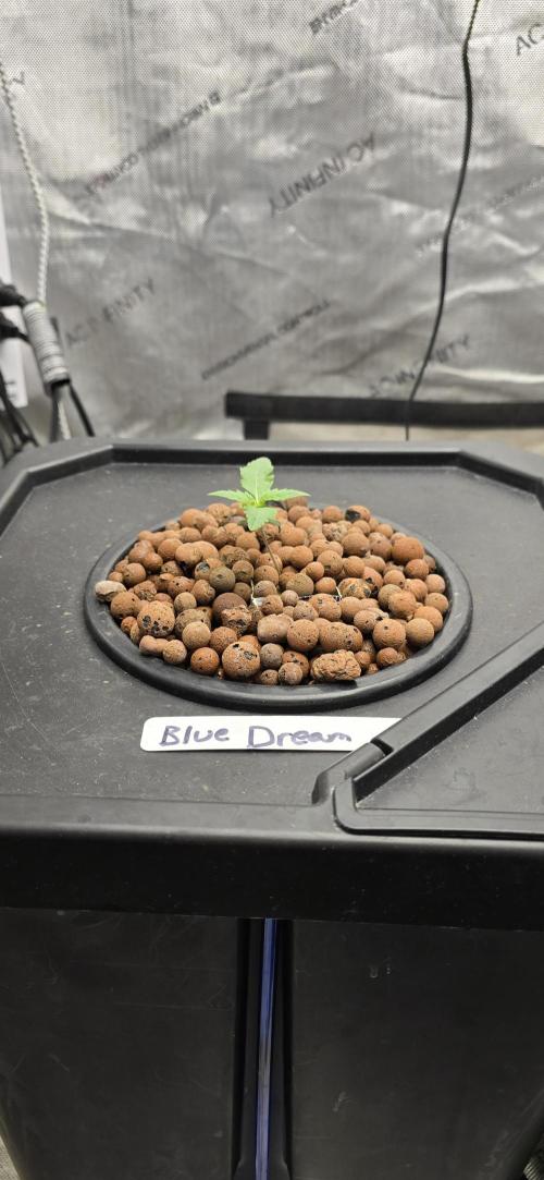 Blue Dream Round 2. Week 1 - 01/14/2026