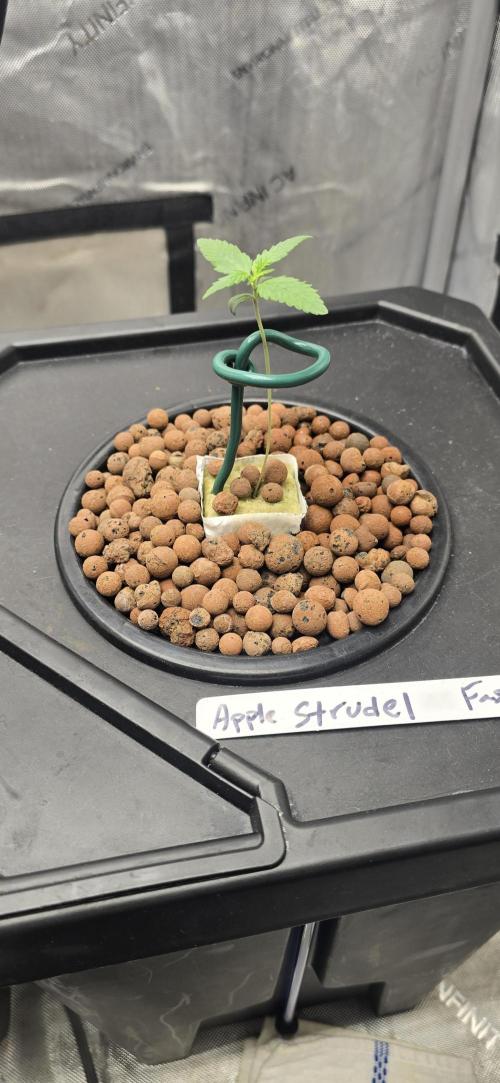 Apple Strudel Round 2. Week 1 - 01/14/2026