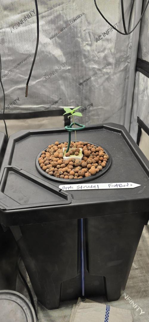 Apple Strudel Round 2. Week 1 - 01/14/2026 