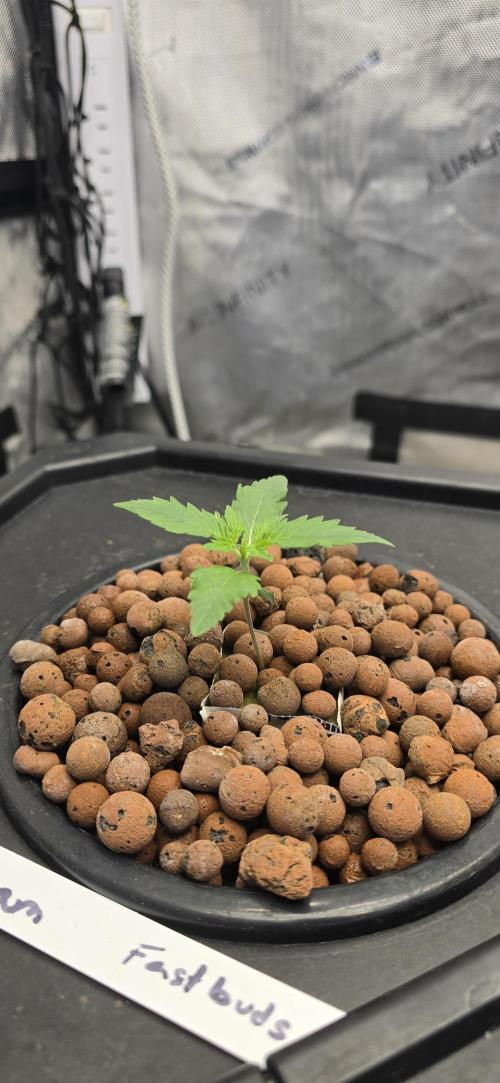 Blue Dream Round 2. Week 1 - 01/16/2026