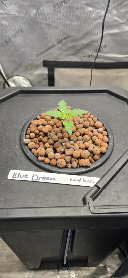 Blue Dream Round 2. Week 1 - 01/16/2026