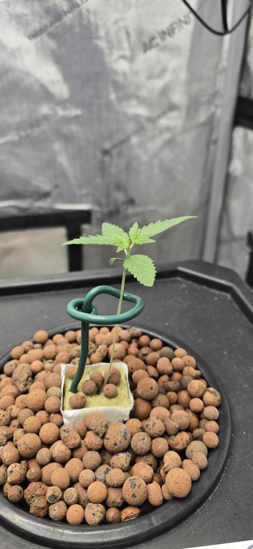 Apple Strudel Round 2. Week 1 - 01/16/2026