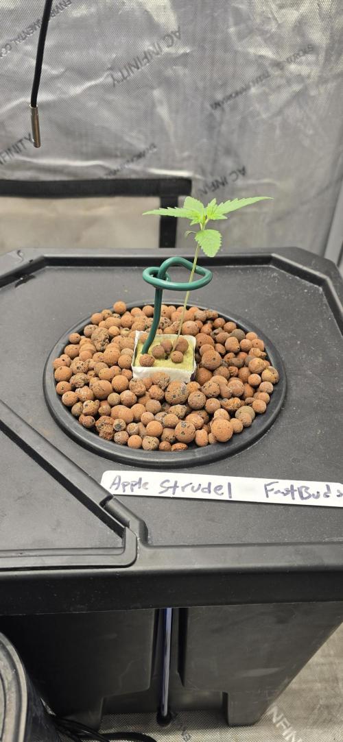 Apple Strudel Round 2. Week 1 - 01/16/2026 