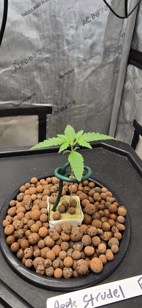 Apple Strudel Round 2. Week 2 - 01/17/2026