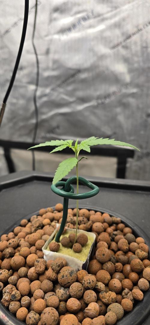 Apple Strudel Round 2. Week 2 - 01/17/2026 
