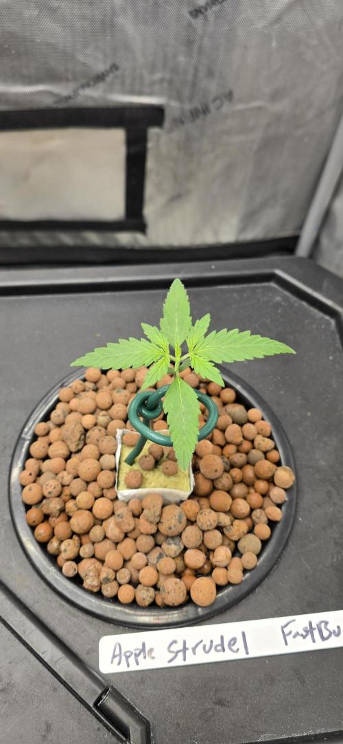 Apple Strudel Round 2. Week 2 - 01/17/2026 
