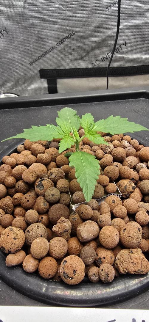 Blue Dream Round 2. Week 2 - 01/17/2026 
