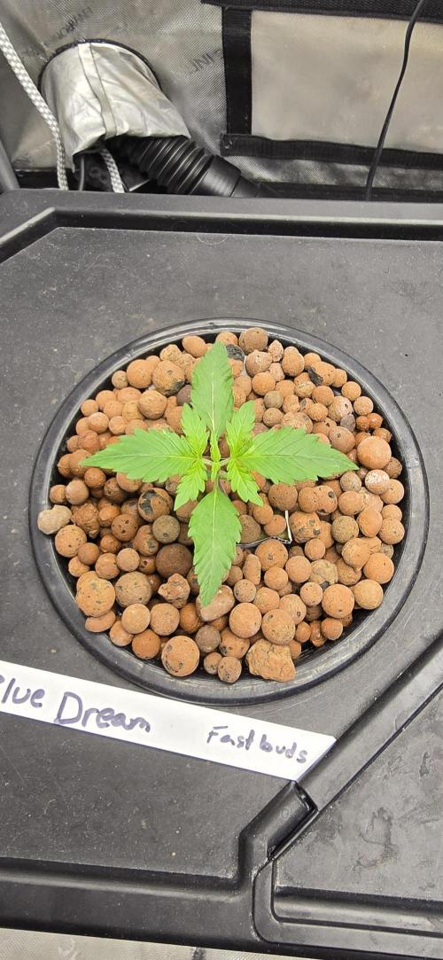 Blue Dream Round 2. Week 2 - 01/17/2026