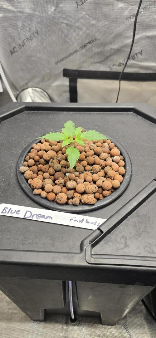 Blue Dream Round 2. Week 2 - 01/17/2026 