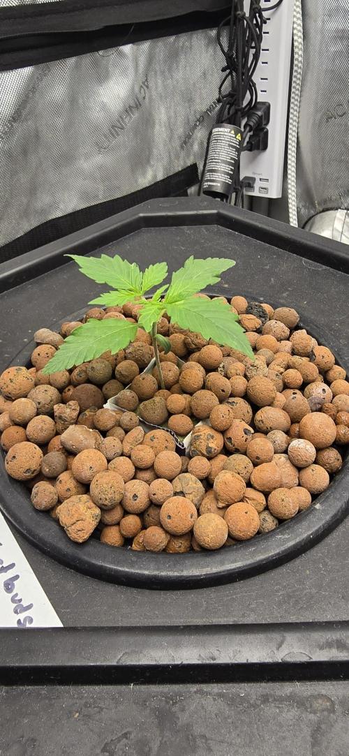 Blue Dream Round 2. Week 2 - 01/17/2026 