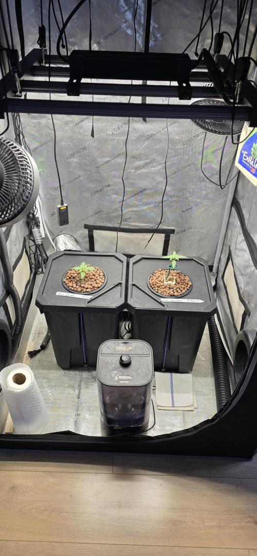 Blue Dream Round 2. Week 2 - 01/17/2026 
Left Side