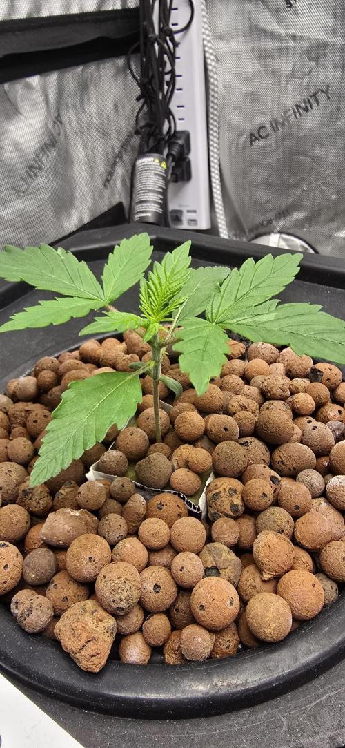 Blue Dream Round 2. Week 2 - 01/19/2026