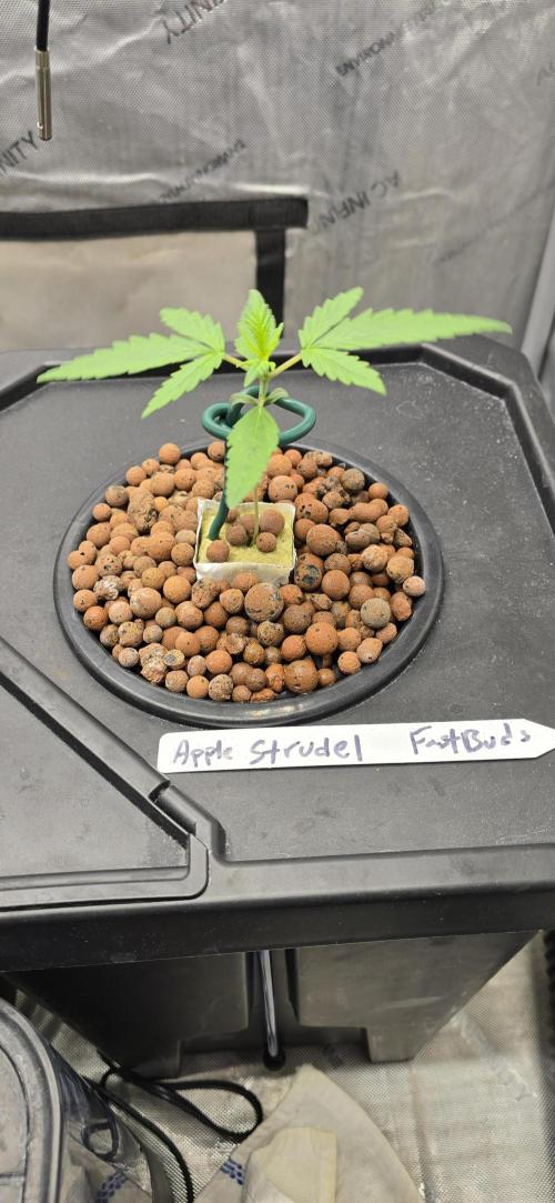 Apple Strudel Round 2. Week 2 - 01/19/2026