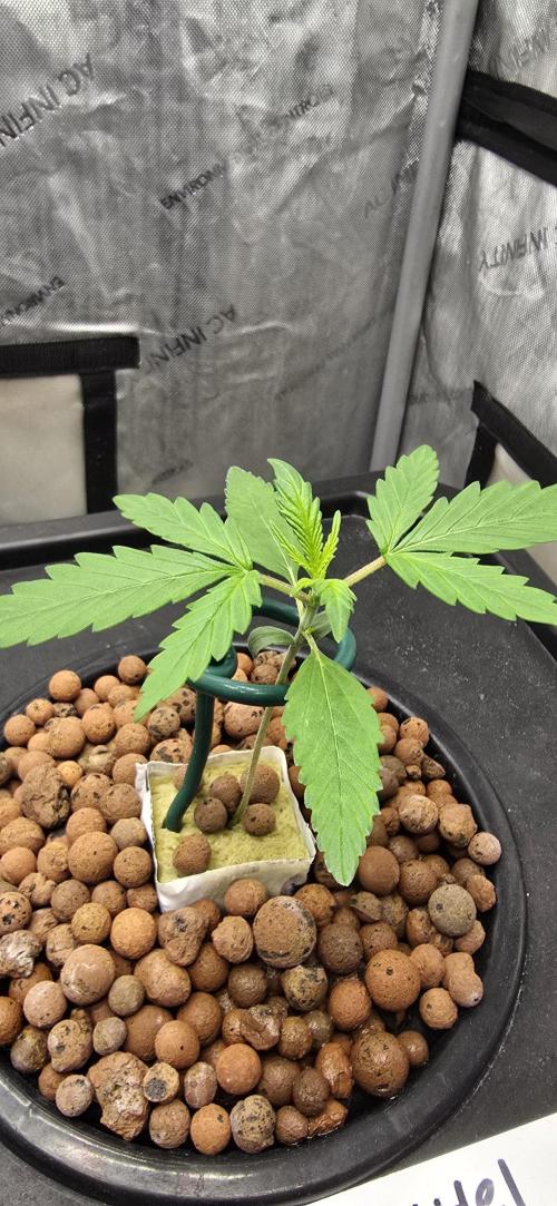 Apple Strudel Round 2. Week 2 - 01/19/2026 