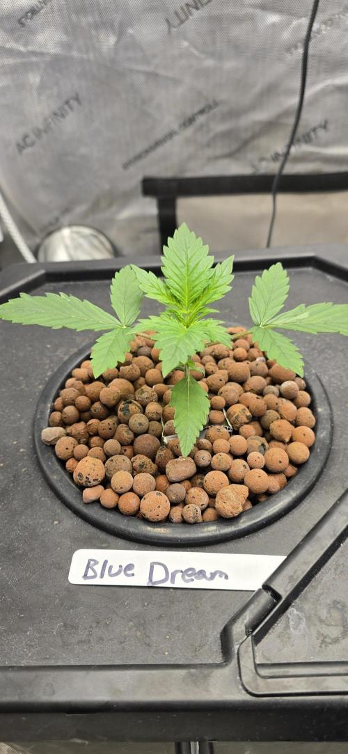 Blue Dream Round 2. Week 2 - 01/21/2026