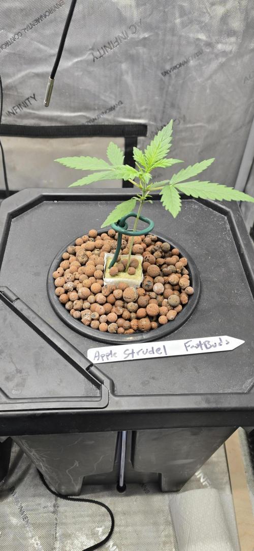 Apple Strudel Round 2. Week 2 - 01/21/2026