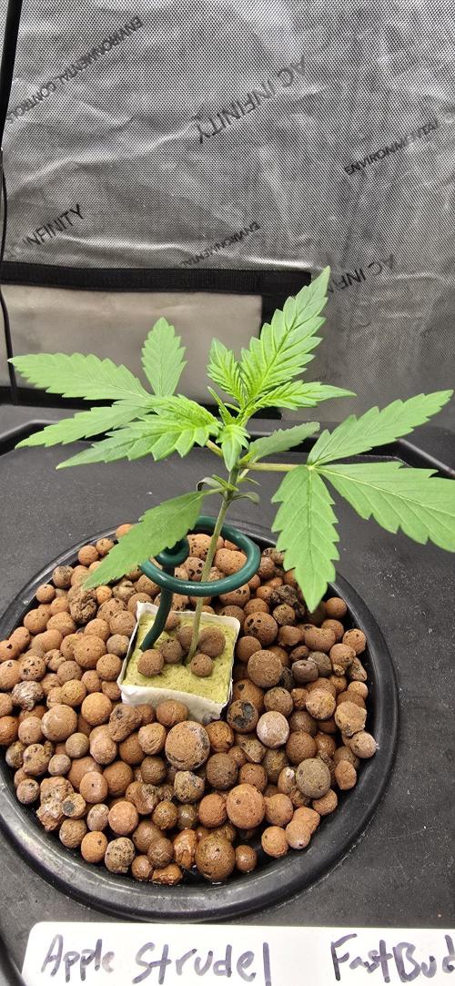 Apple Strudel Round 2. Week 2 - 01/21/2026