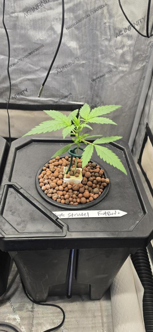 Apple Strudel Round 2. Week 2 - 01/23/2026