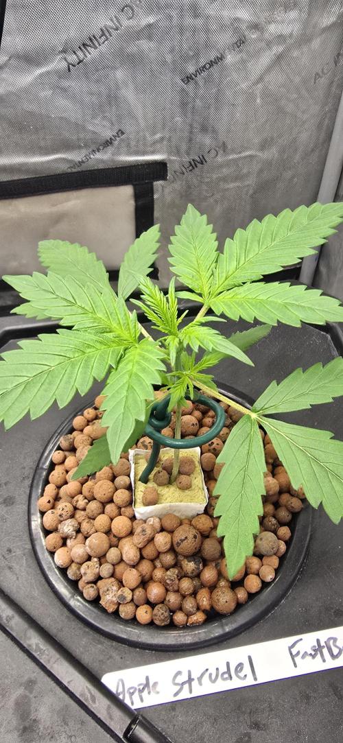 Apple Strudel Round 2. Week 2 - 01/23/2026