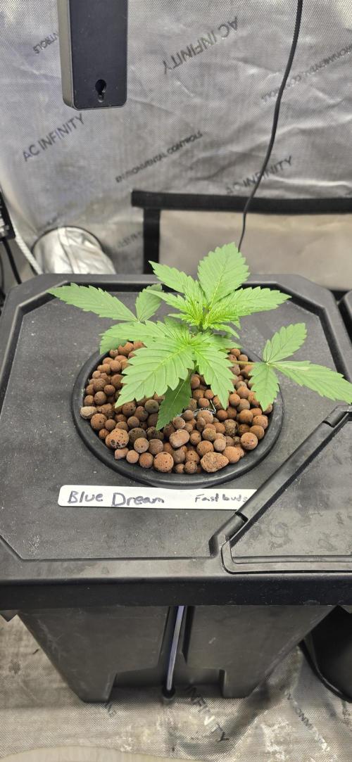 Blue Dream Round 2. Week 2 - 01/23/2026