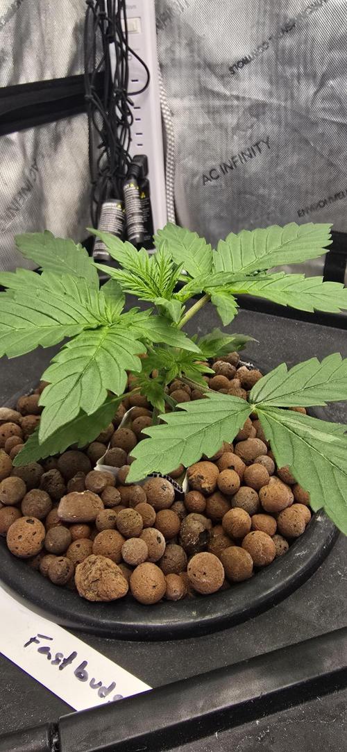 Blue Dream Round 2. Week 2 - 01/23/2026