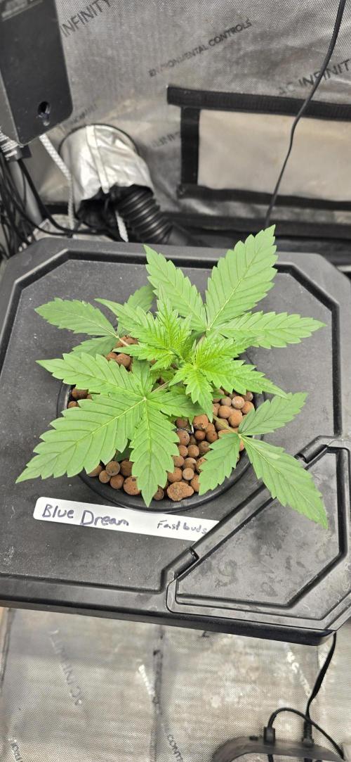 Blue Dream Round 2. Week 3 - 01/24/2026