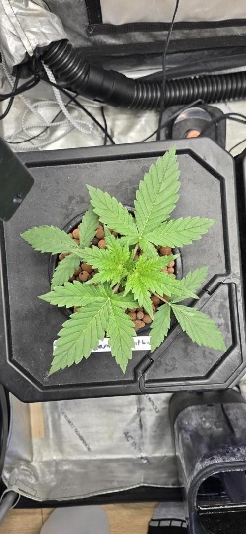 Blue Dream Round 2. Week 3 - 01/24/2026