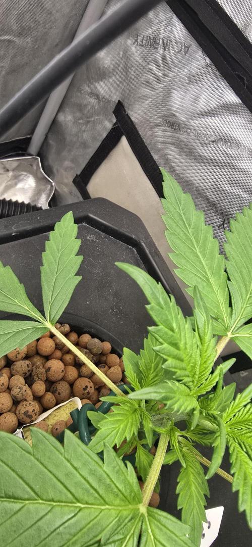 Apple Strudel Round 2. Week 3 - 01/24/2026