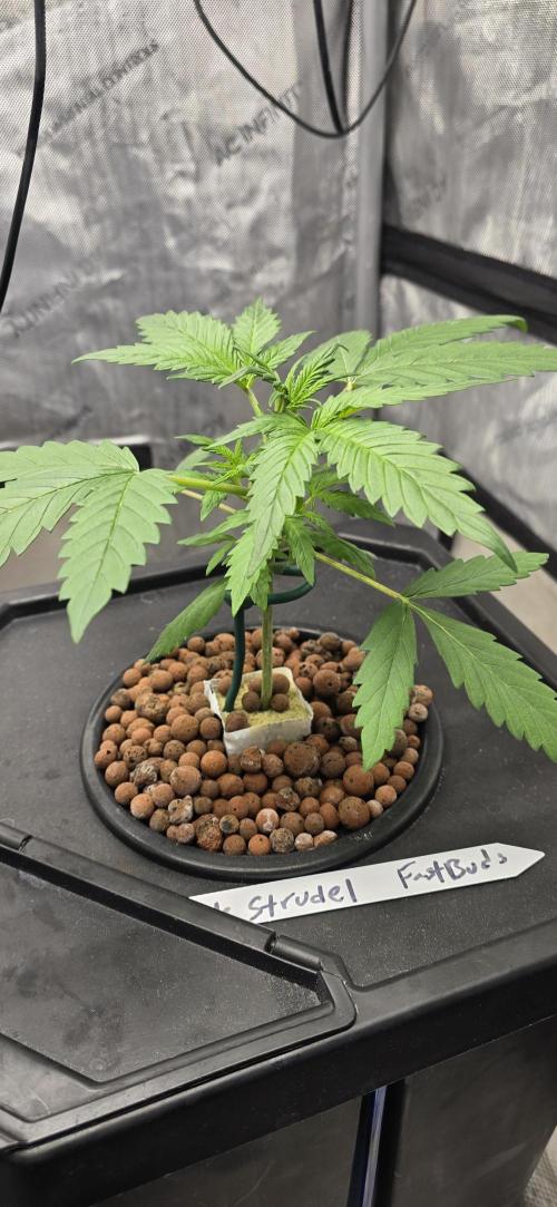 Apple Strudel Round 2. Week 3 - 01/26/2026 
