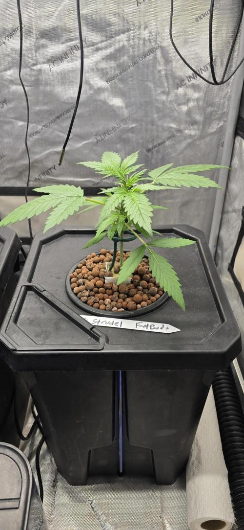 Apple Strudel Round 2. Week 3 - 01/26/2026