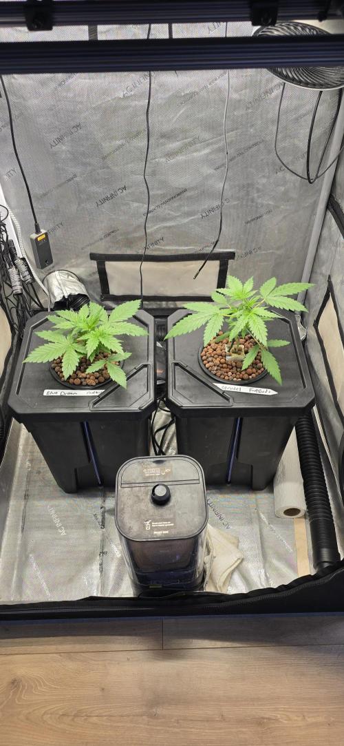 Blue Dream Round 2. Week 3 - 01/26/2026 
Left Side