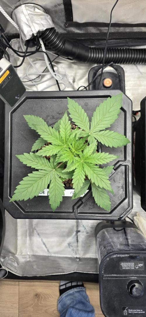 Blue Dream Round 2. Week 3 - 01/26/2026