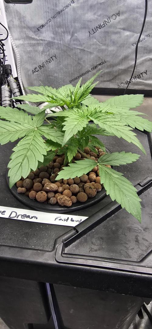 Blue Dream Round 2. Week 3 - 01/26/2026